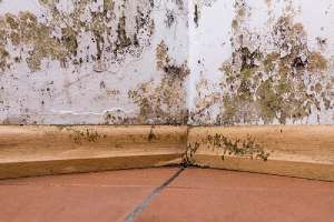 Mold and moisture buildup on corner wall of a house due to broken dehumidifier.