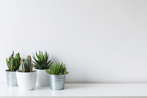 too many indoor plants will increase the level of humidity in your home