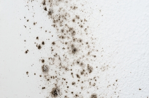 high Humidity level in your home will help mold grows faster