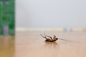 dehumidifier is needed to keep out this cockroach